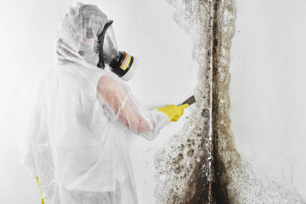 Best Certified Mold Removal  in Macedonia, OH