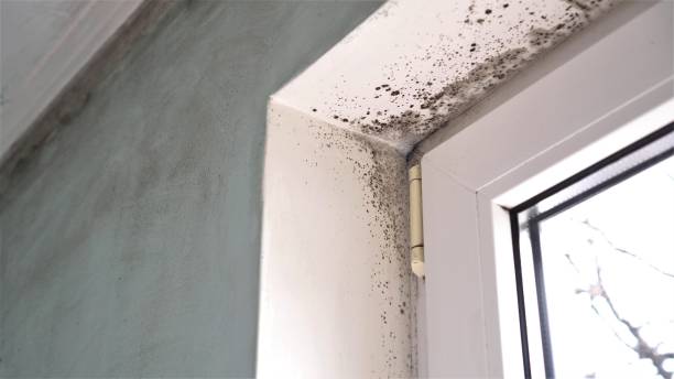 Best Mold Damage Repair  in Macedonia, OH