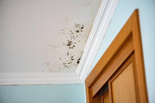 Best Mold Removal Company Near Me  in Macedonia, OH