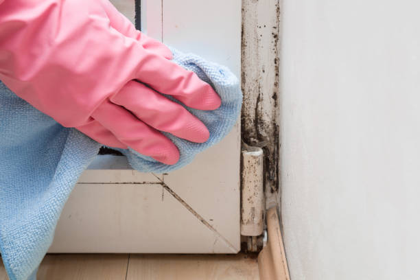 Best Home Mold Removal  in Macedonia, OH