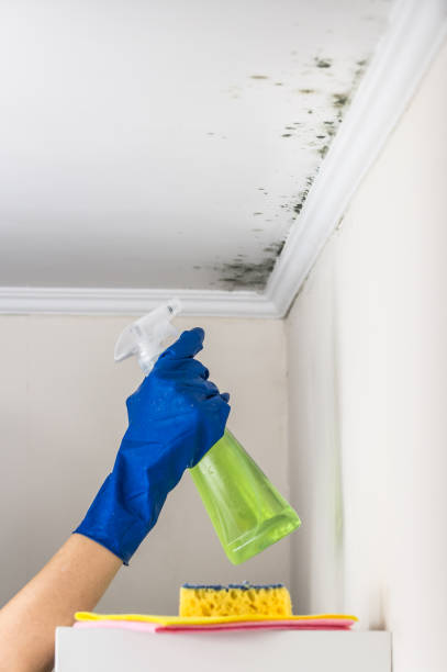 Best Black Mold Removal  in Macedonia, OH