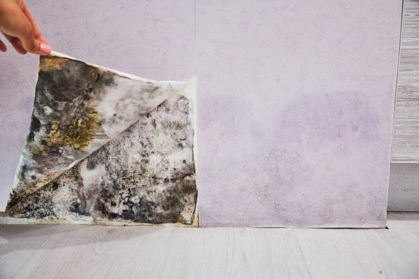 Best Black Mold Removal  in Macedonia, OH